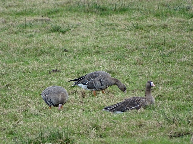 既能激励球 既能激励球